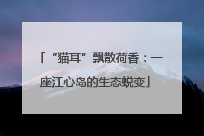 “猫耳”飘散荷香：一座江心岛的生态蜕变