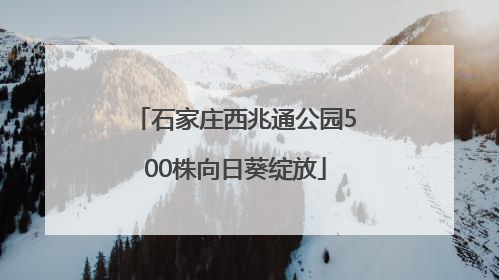 石家庄西兆通公园500株向日葵绽放