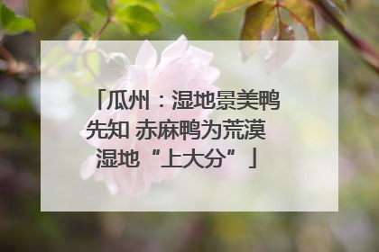瓜州：湿地景美鸭先知 赤麻鸭为荒漠湿地“上大分”