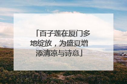 百子莲在厦门多地绽放，为盛夏增添清凉与诗意