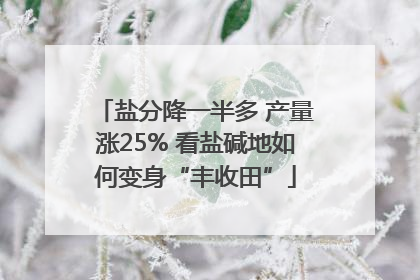 盐分降一半多 产量涨25% 看盐碱地如何变身“丰收田”