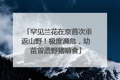 罕见兰花在京首次重返山野！极度濒危，幼苗曾遭野猪啃食
