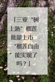 三亚“树上熟”榴莲批量上市 “榴莲自由”能实现了吗？