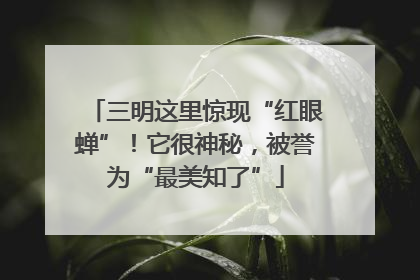三明这里惊现“红眼蝉”！它很神秘，被誉为“最美知了”