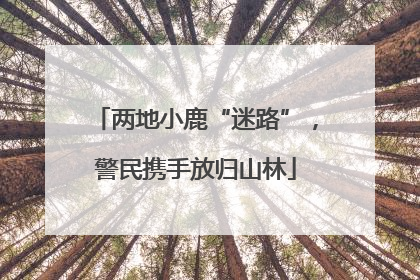 两地小鹿“迷路”，警民携手放归山林