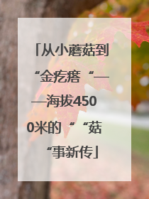 从小蘑菇到“金疙瘩“——海拔4500米的““菇“事新传