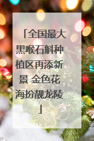 全国最大黑喉石斛种植区再添新景 金色花海扮靓龙陵