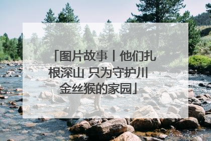 图片故事丨他们扎根深山 只为守护川金丝猴的家园