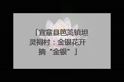宜章县笆篱镇坦灵祠村：金银花开摘“金银”