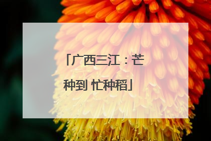 广西三江：芒种到 忙种稻