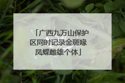 广西九万山保护区同时记录金斑喙凤蝶雌雄个体