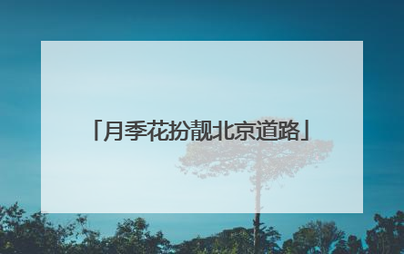 月季花扮靓北京道路