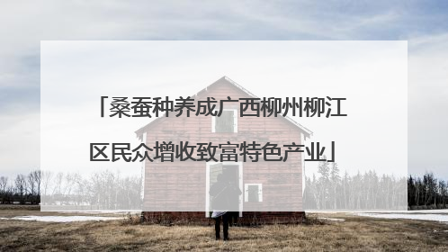 桑蚕种养成广西柳州柳江区民众增收致富特色产业