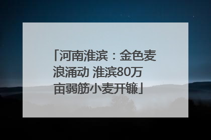 河南淮滨：金色麦浪涌动 淮滨80万亩弱筋小麦开镰