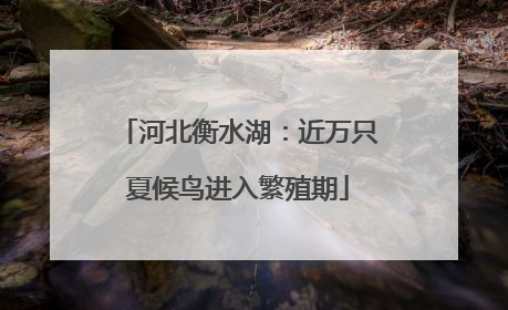 河北衡水湖：近万只夏候鸟进入繁殖期