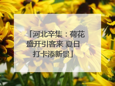 河北辛集：荷花盛开引客来 夏日打卡添新景