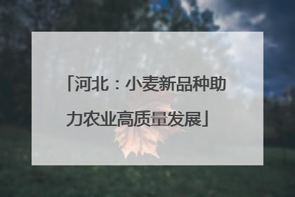 河北：小麦新品种助力农业高质量发展