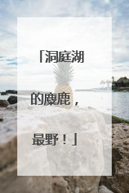 洞庭湖的麋鹿，最野！