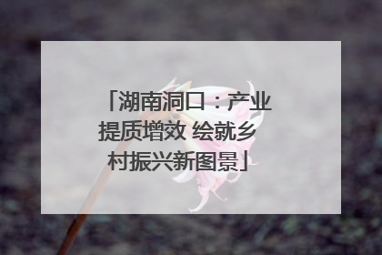 湖南洞口：产业提质增效 绘就乡村振兴新图景