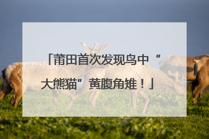 莆田首次发现鸟中“大熊猫”黄腹角雉！
