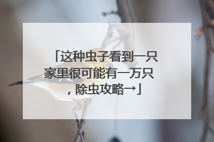 这种虫子看到一只家里很可能有一万只，除虫攻略→