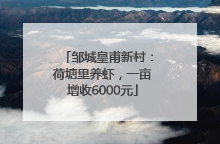 邹城皇甫新村：荷塘里养虾，一亩增收6000元