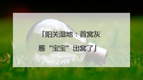 阳关湿地：首窝灰雁“宝宝”出窝了