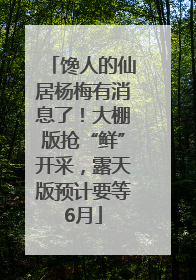 馋人的仙居杨梅有消息了！大棚版抢“鲜”开采，露天版预计要等6月