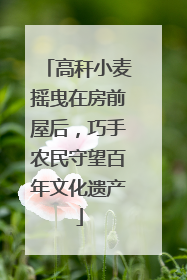 高秆小麦摇曳在房前屋后，巧手农民守望百年文化遗产