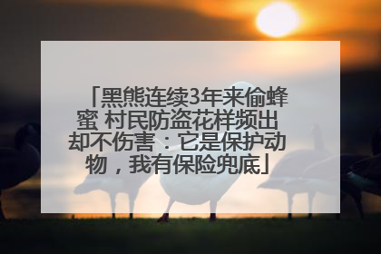 黑熊连续3年来偷蜂蜜 村民防盗花样频出却不伤害：它是保护动物，我有保险兜底
