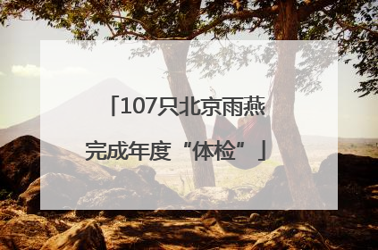 107只北京雨燕完成年度“体检”